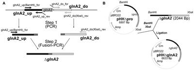 Glutamine synthetase 2 is not essential for biosynthesis of compatible solutes in Halobacillus halophilus